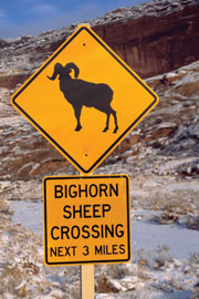 Arches NP Big Horn Sheep crossing